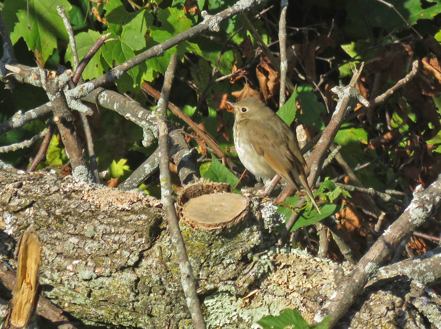 <b>Hermit Thrush</b> 2022 10 8 Harrington Beach SP 5453