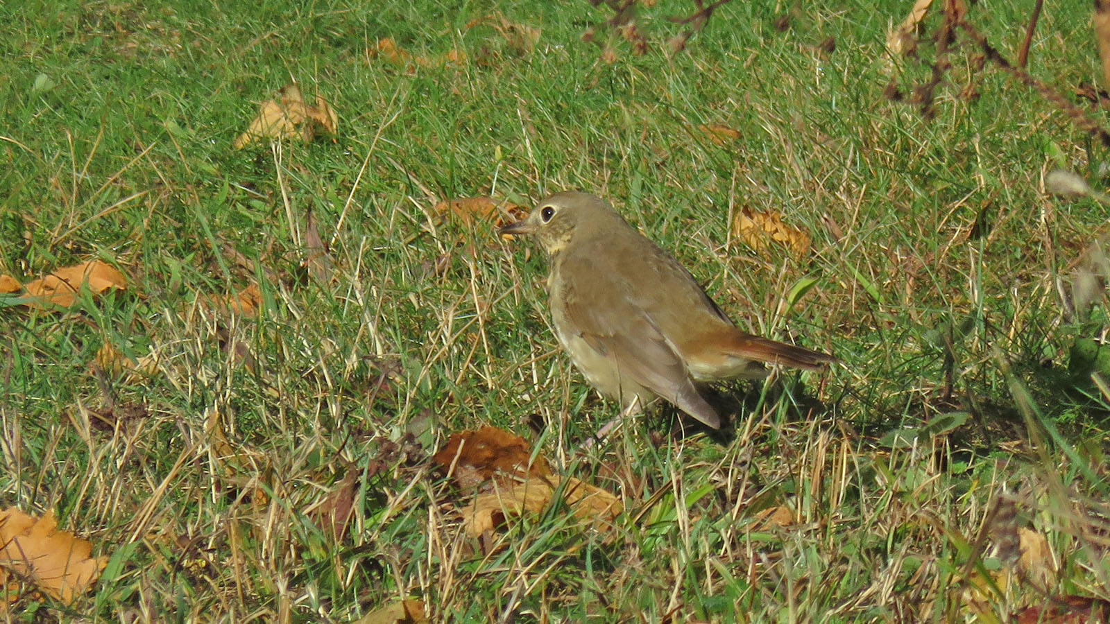 <b>Hermit Thrush</b> 2023 10 7 Harrington Beach SP 6304