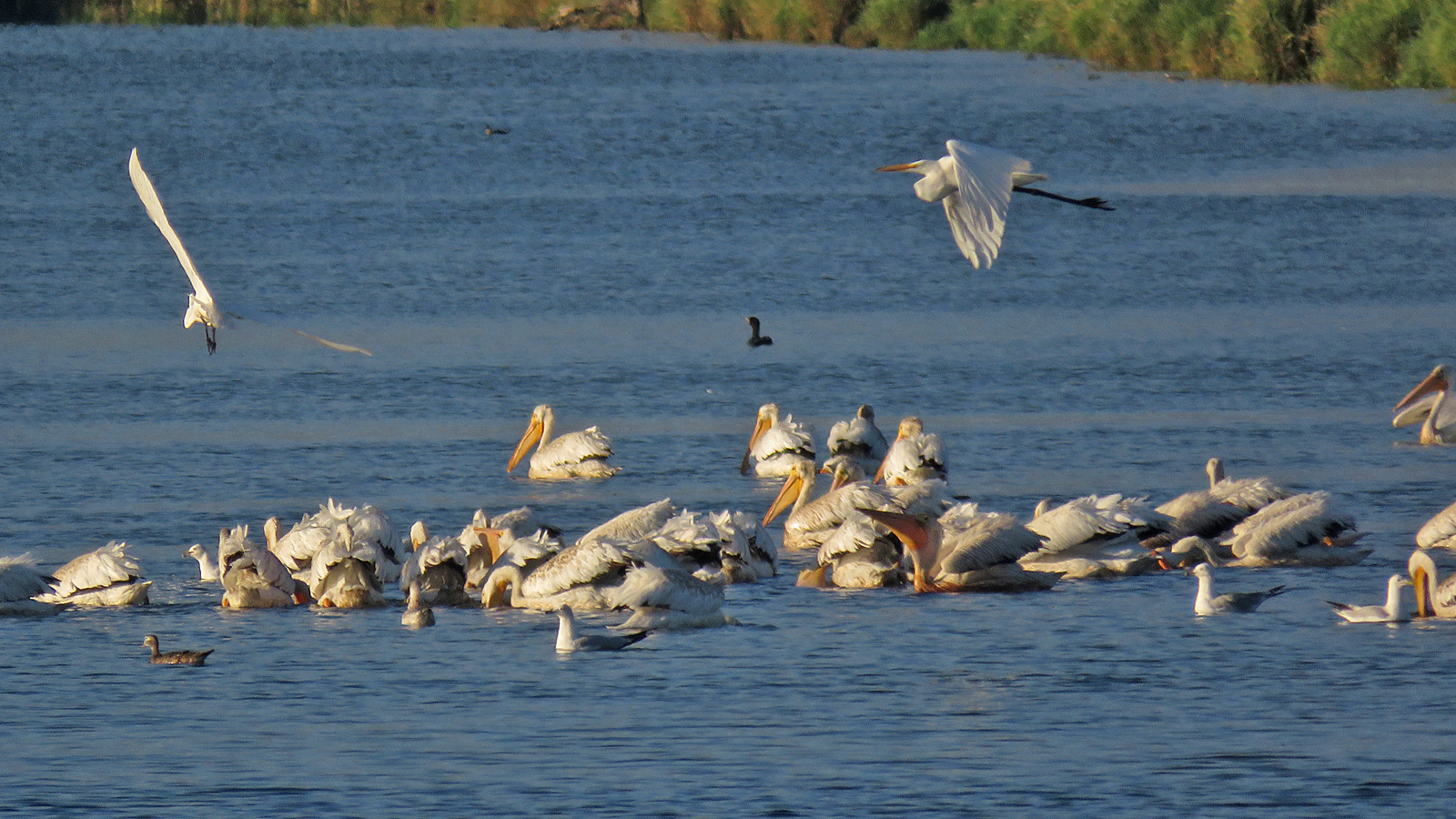 Horicon 2023 3167 birds along Hwy 49