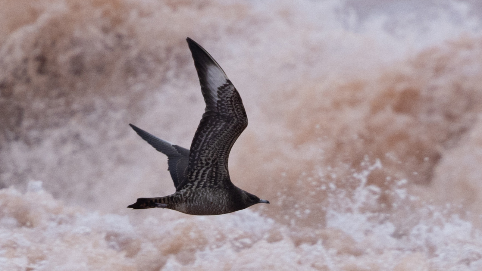 Parasitic Jaeger in flight. Photo by Braden Ribbens.