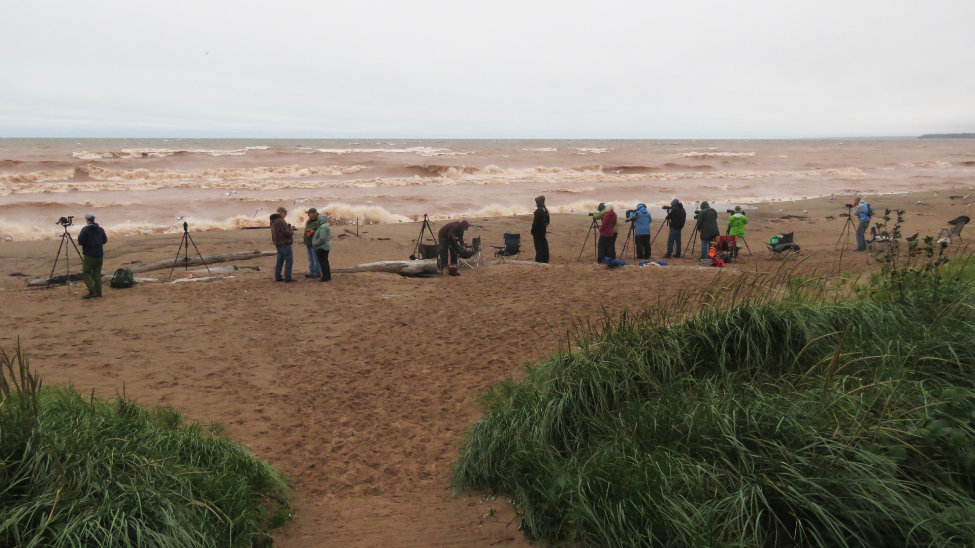 Birders gather on a beach. Photo by Tom Schultz.