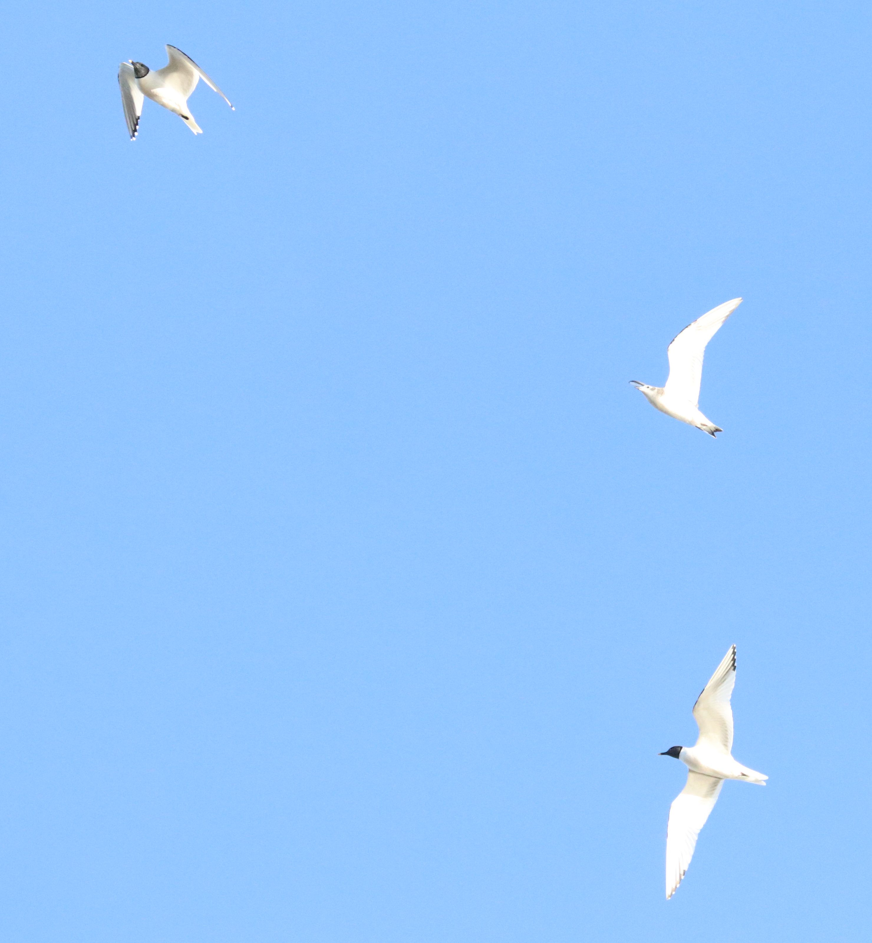 Jaegerfest Sept 17 to 19 2021 071SAGU Sabines Gulls by Robbye Johnson