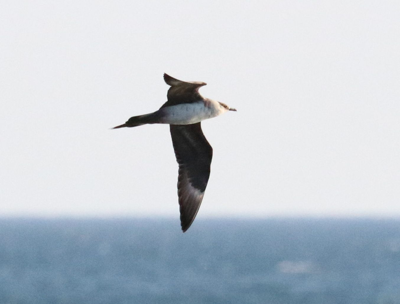 Jaegerfest Sept 17 to 19 2021 107PAJA <b>Parasitic Jaeger</b> light morph adult Robbye Johnson