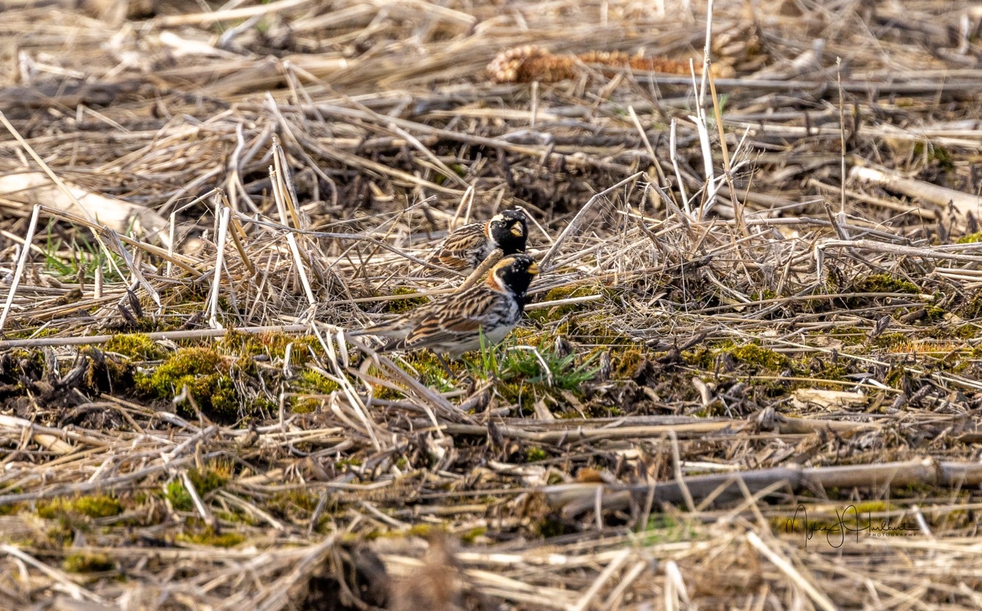 Laplant Longspurs.jpg