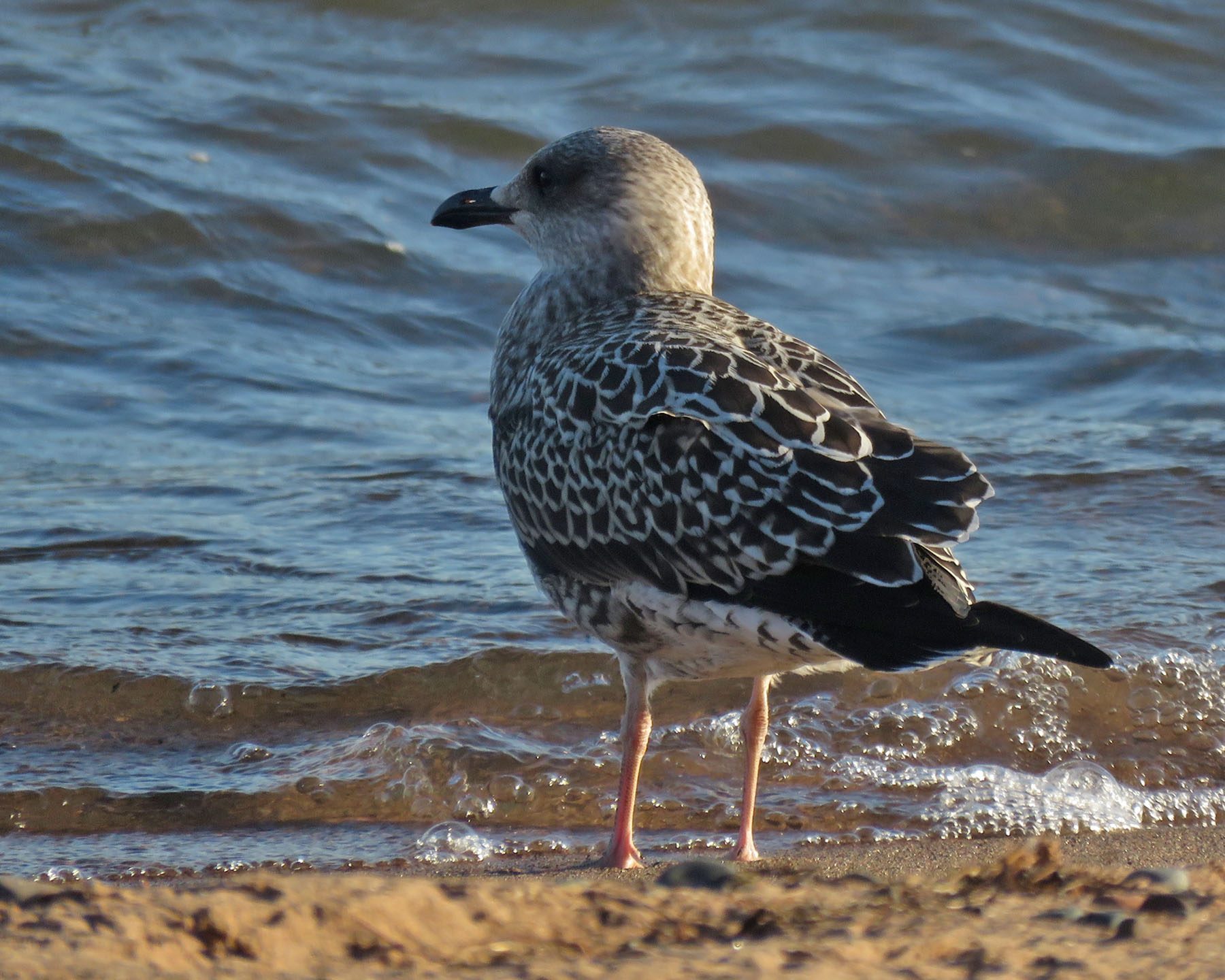 Lesser Black backed Gull juv 2024 9 22 WI Point 1371 crop