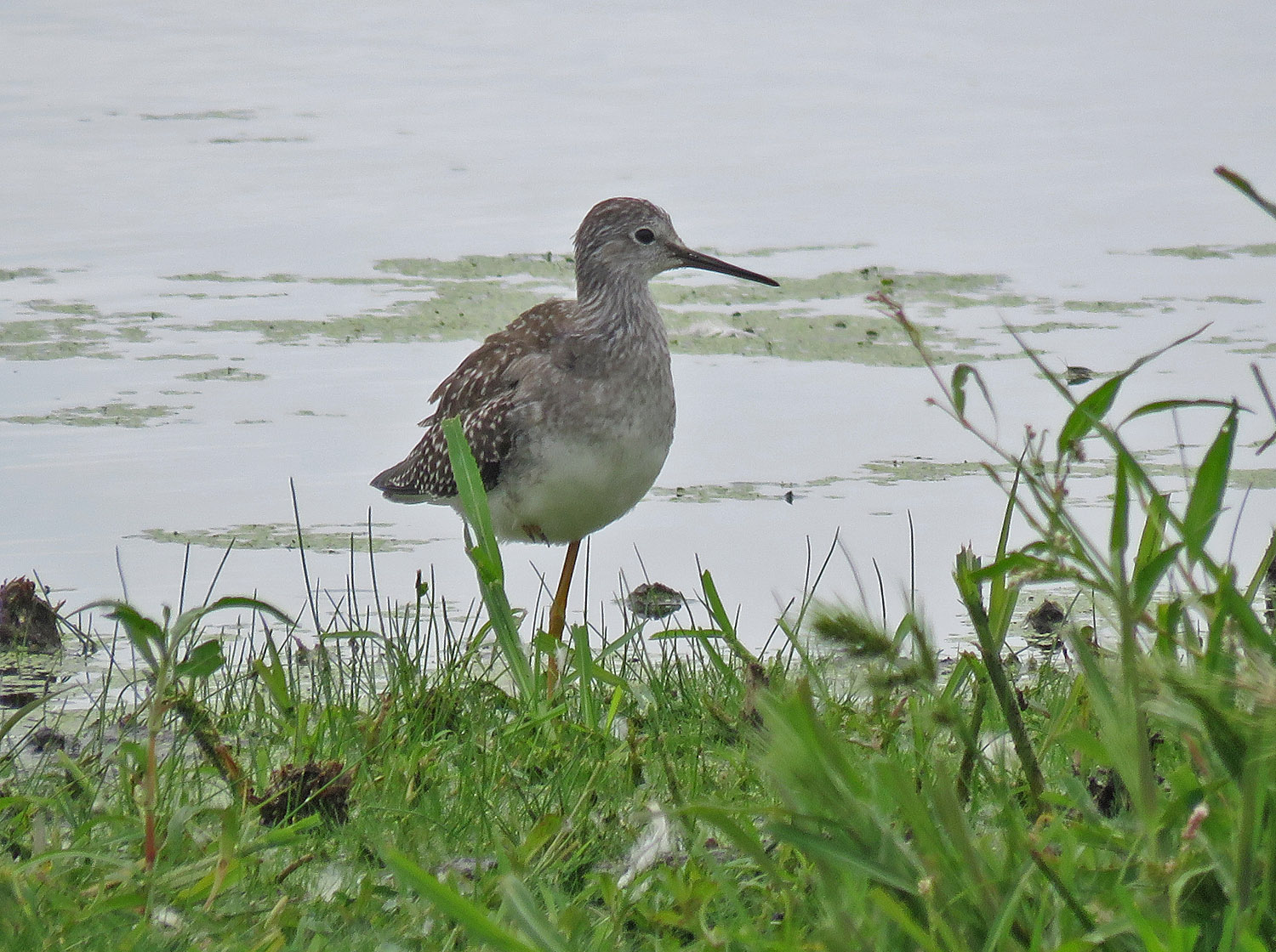 <b>Lesser Yellowlegs</b> 2023 8 13 Horicon Marsh Old Marsh Rd east end 3307