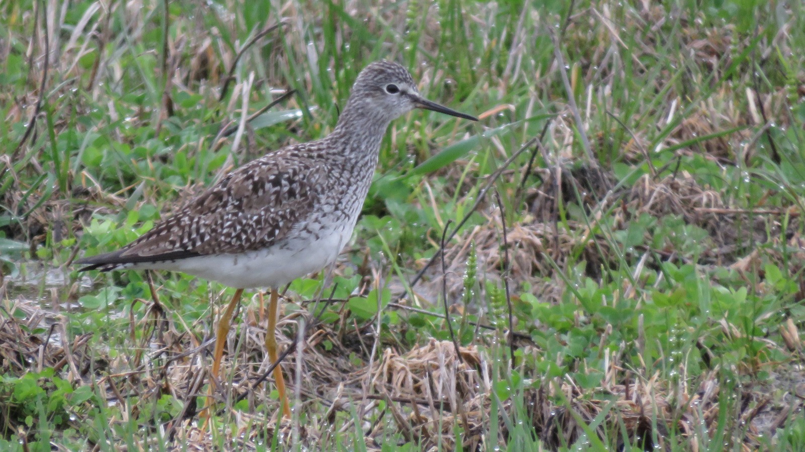 <b>Lesser Yellowlegs</b> 2025 5-3 Hwy D - White R Marsh 6078 Tom Schultz.jpg