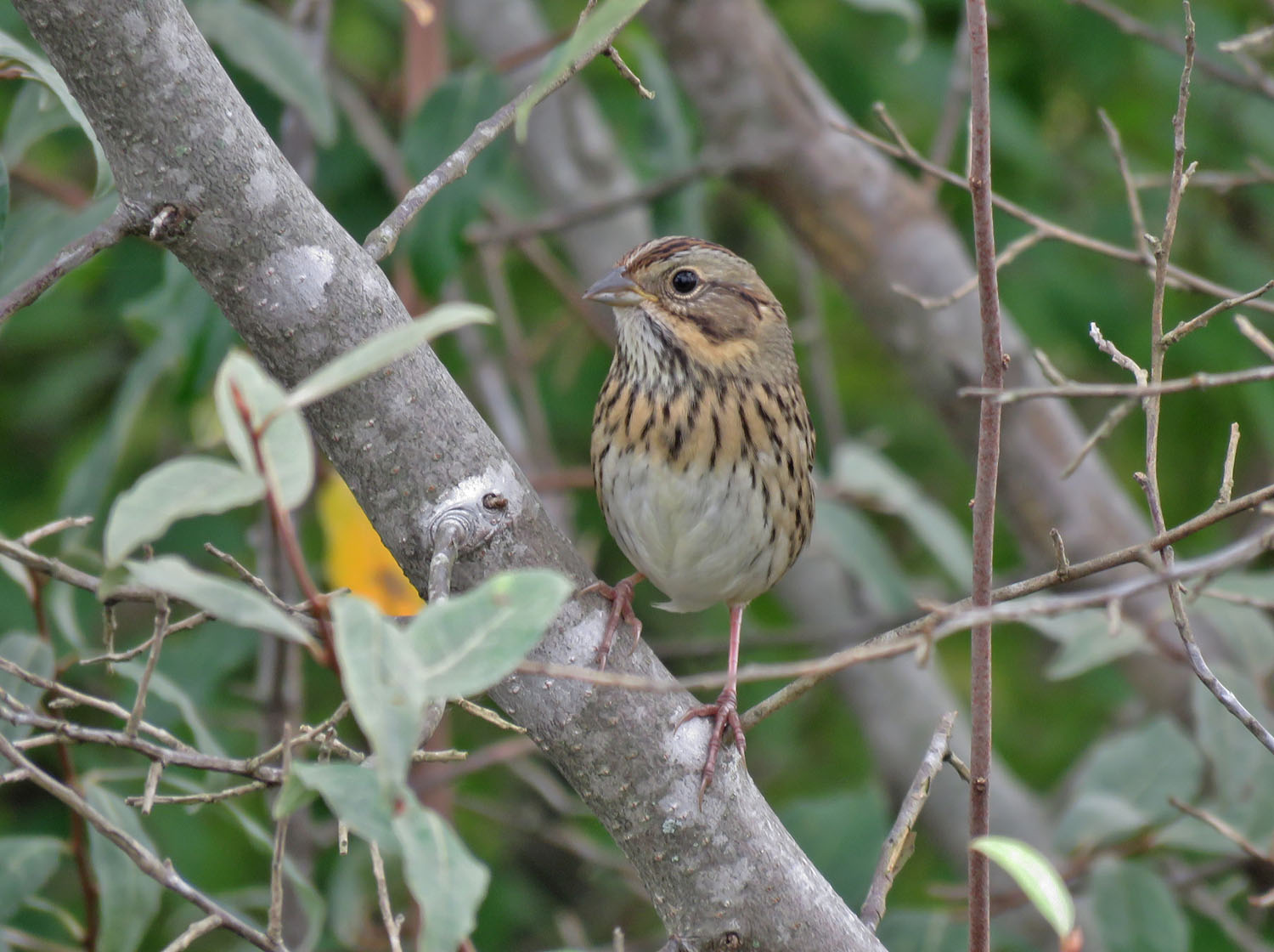 Lincolns Sparrow 2021 10 9 Forest Beach Preserve 2588