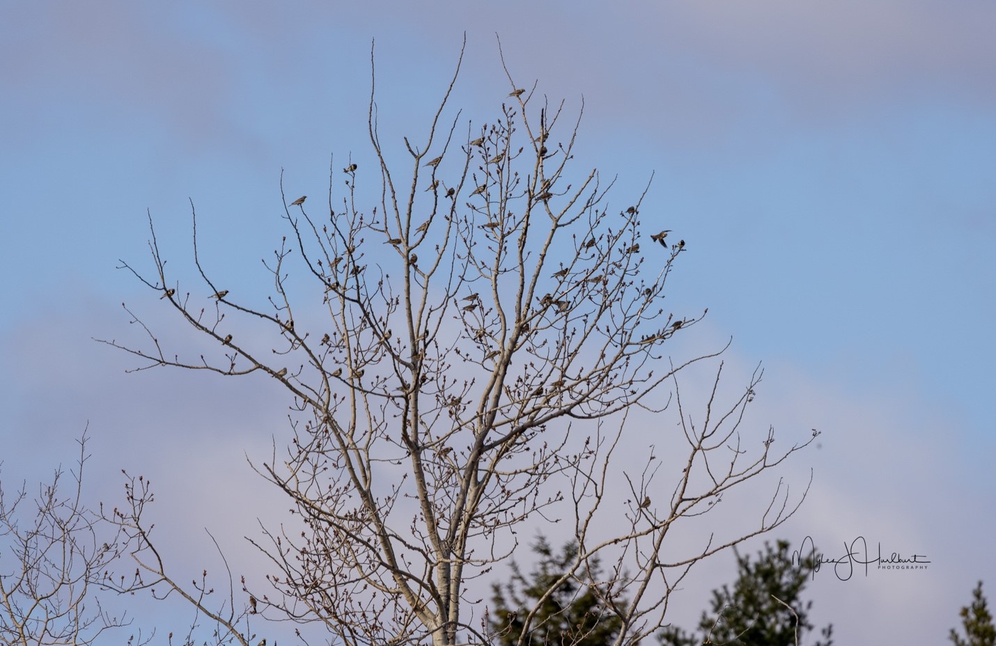 Lonspurs in tree.jpg