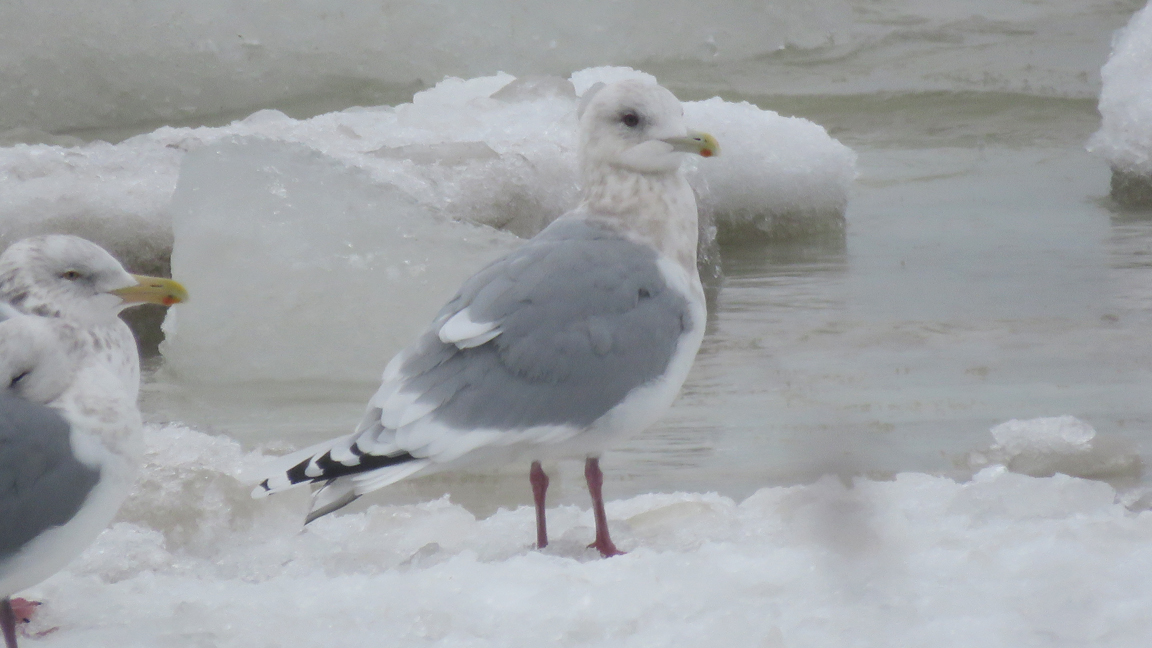 Milwaukee Lakefront 2025 Iceland (Thayer's) Gull - Sheboygan 8667 Tom Schultz.jpg