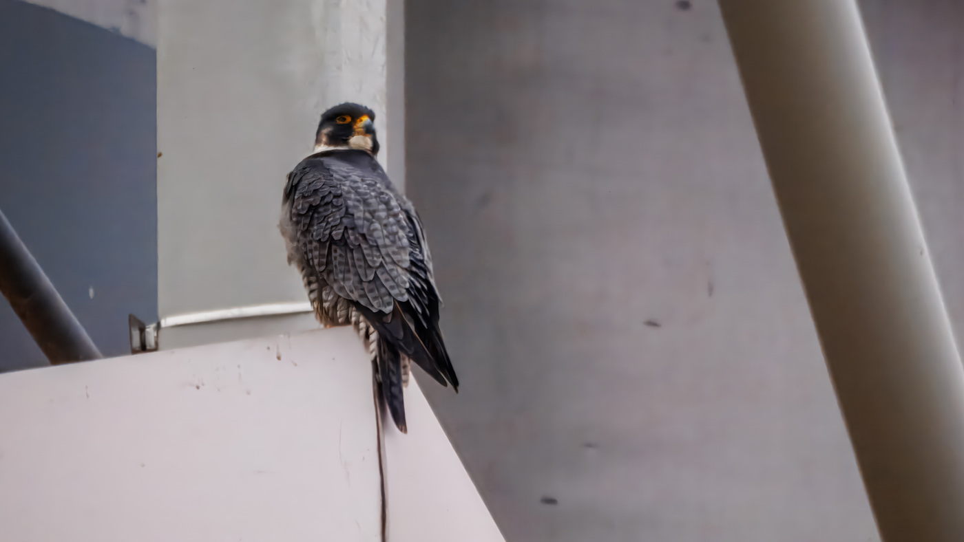 Milwaukee Lakefront 2025 <b>Peregrine Falcon</b> - Port Washington - Mike Gumtow.jpg
