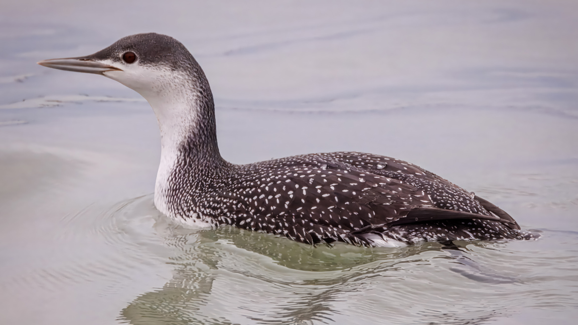 Milwaukee Lakefront 2025 <b>Red-throated Loon</b> - Port Washington - Mike Gumtow.jpg