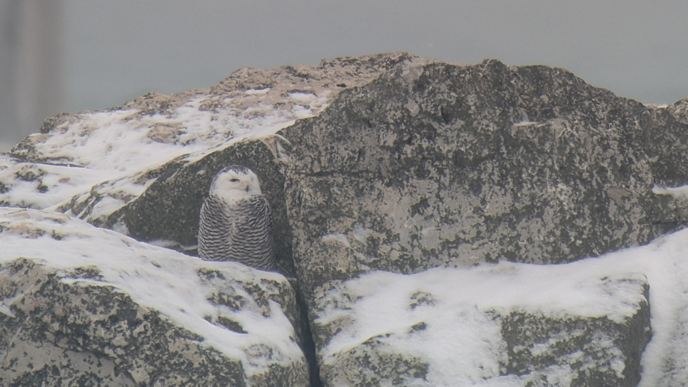 Milwaukee Lakefront 2025 <b>Snowy Owl</b> - Sheboygan marina - Jennie Lanzendorf.jpg