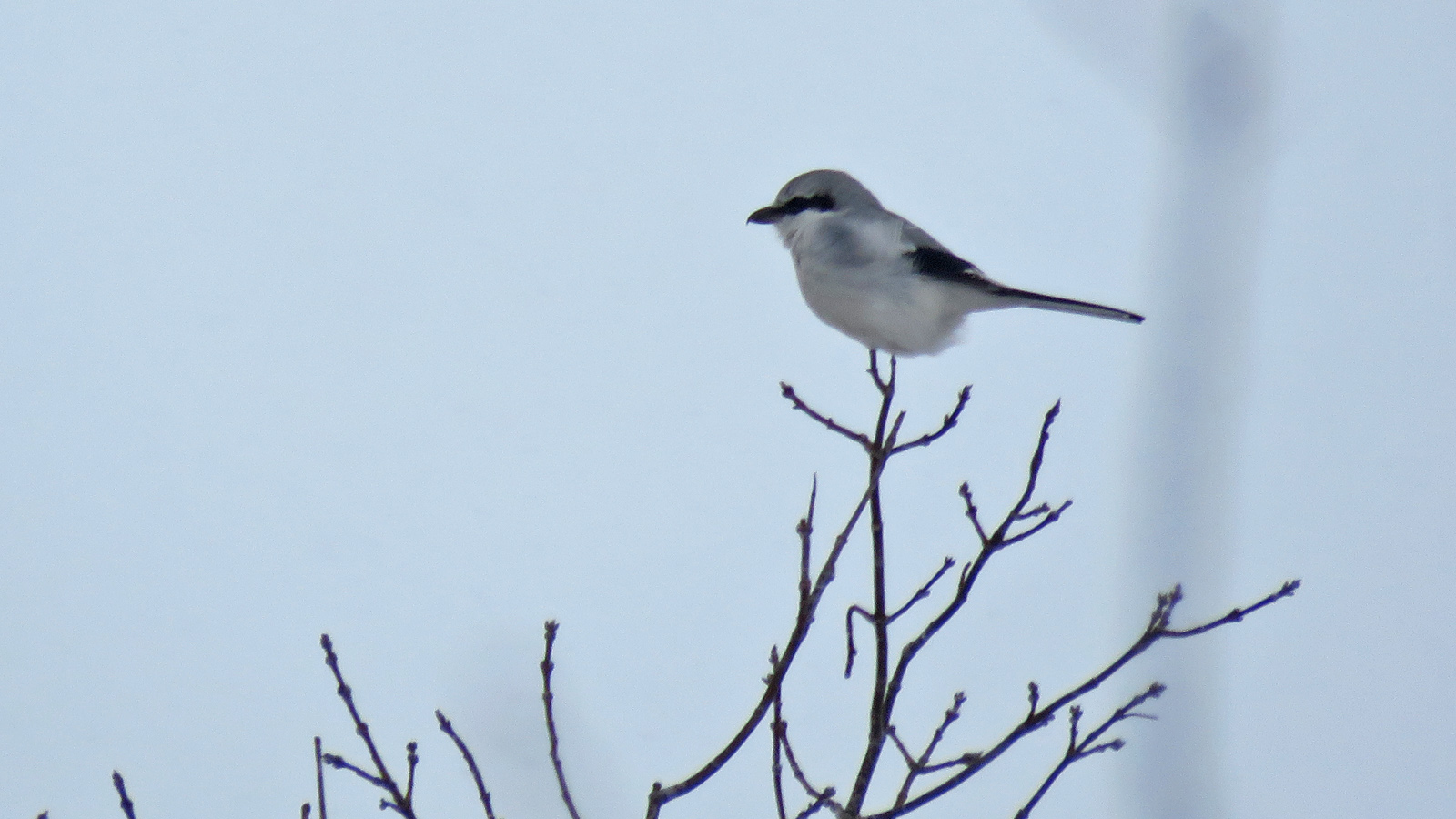 <b>Northern Shrike</b> 2025 2-16 Buena Vista - Taft Ave 0649.jpg
