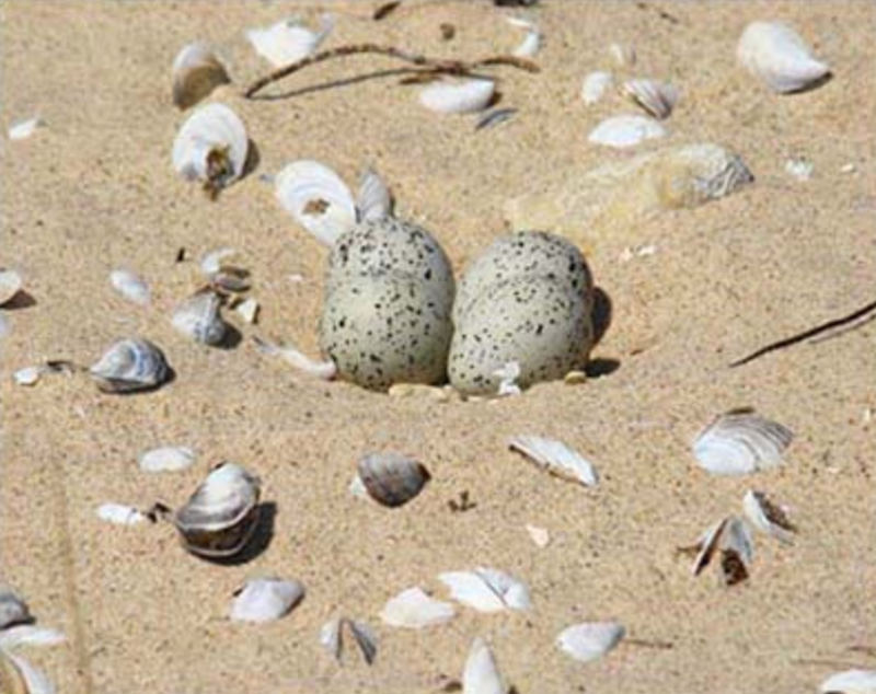 PIPL nest
