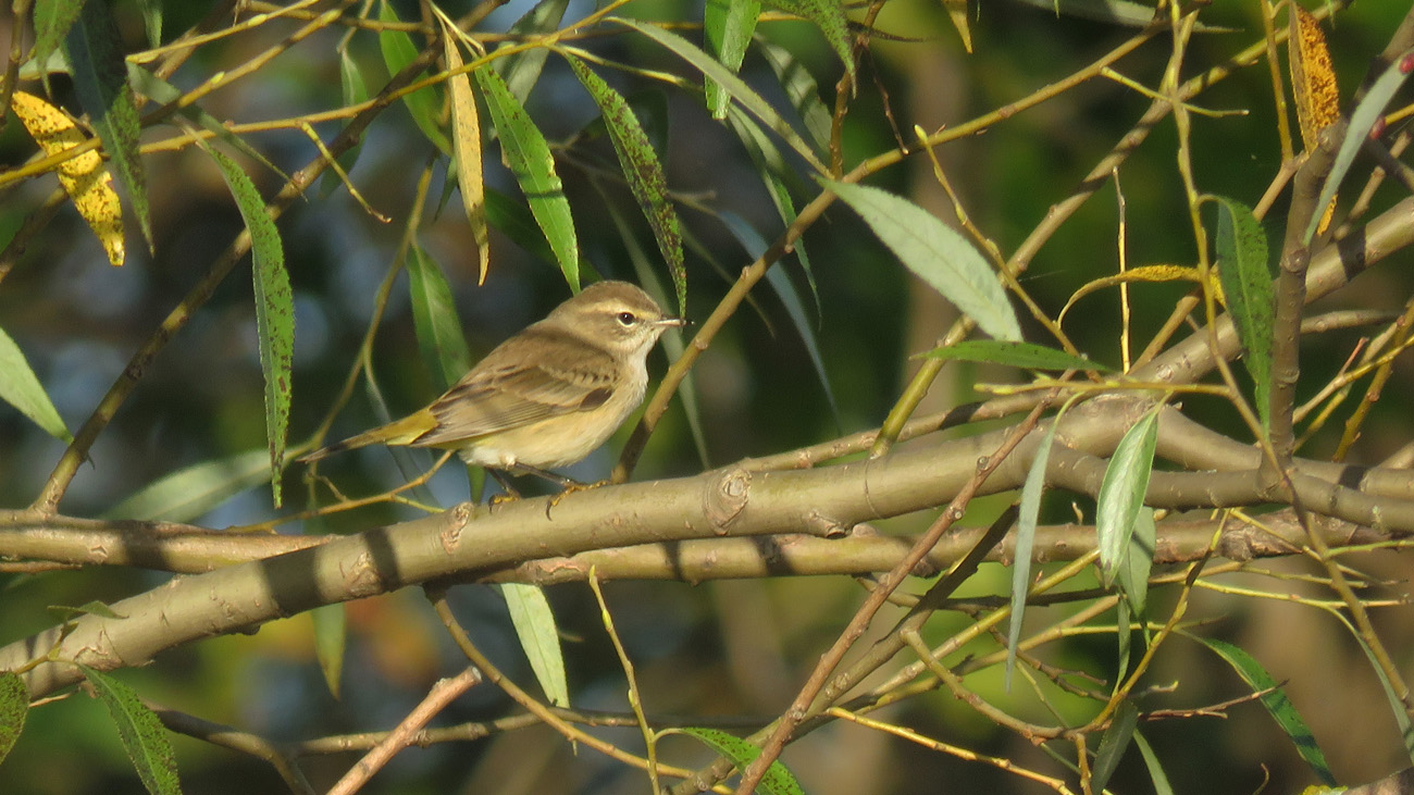 <b>Palm Warbler</b> 2024 9 20 WI Point 0906 crop