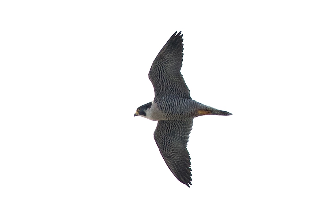 <b>Peregrine Falcon</b> Port Wash DSC 8944 Matt Klemme