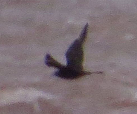 <b>Pomarine Jaeger</b> ad dark morph 2018 9 21 WI Point Pat Ready crop