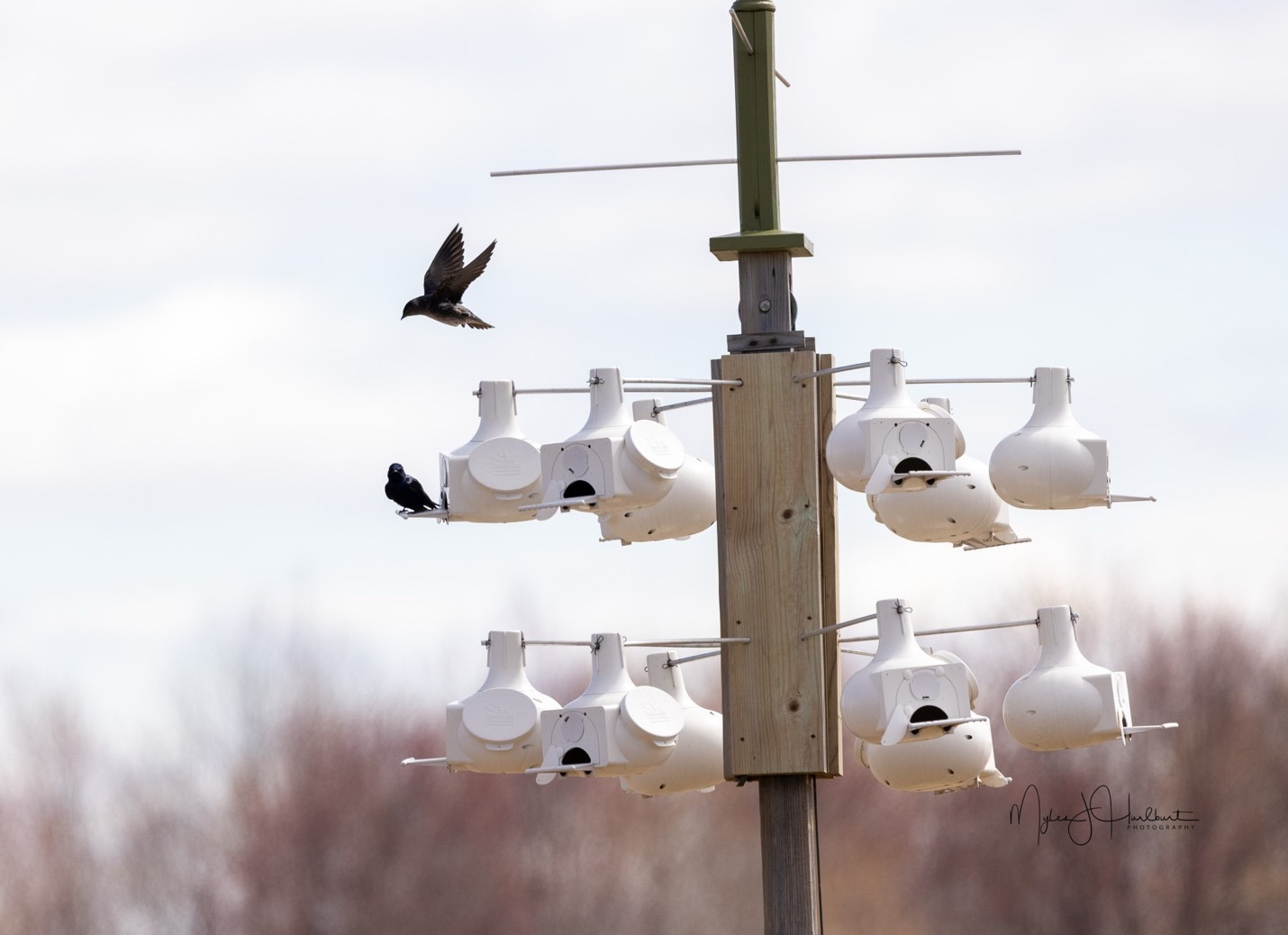 <b>Purple Martin</b>s.jpg