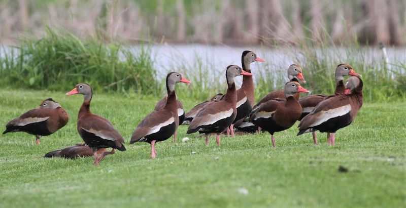 RARE Black bellied Whistling Ducks photo 7 22