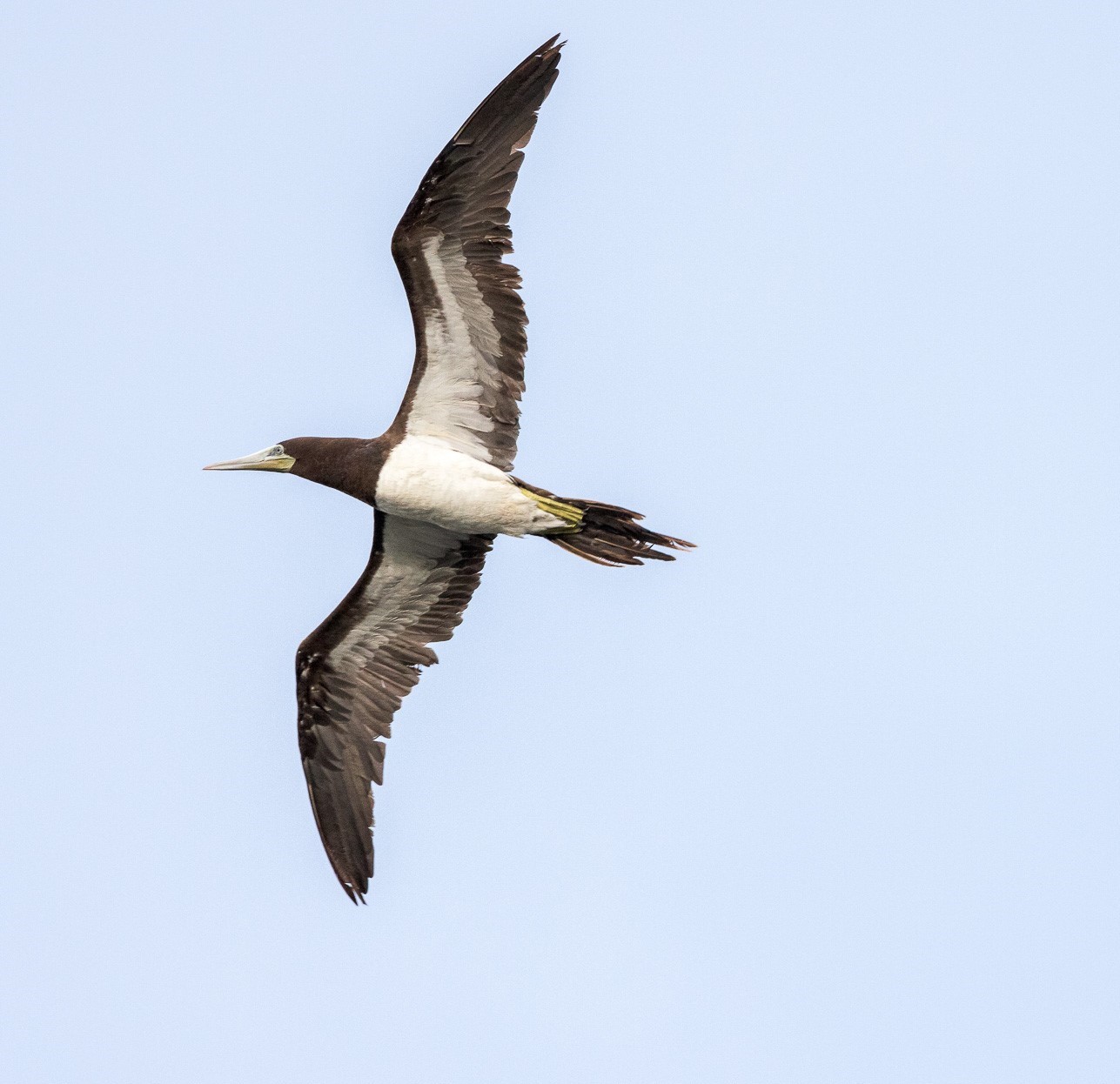 RARE <b>Brown Booby</b> photo 10 22