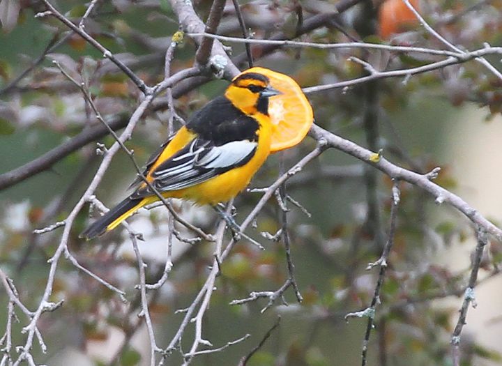 RARE Bullocks oriole photo 7 22