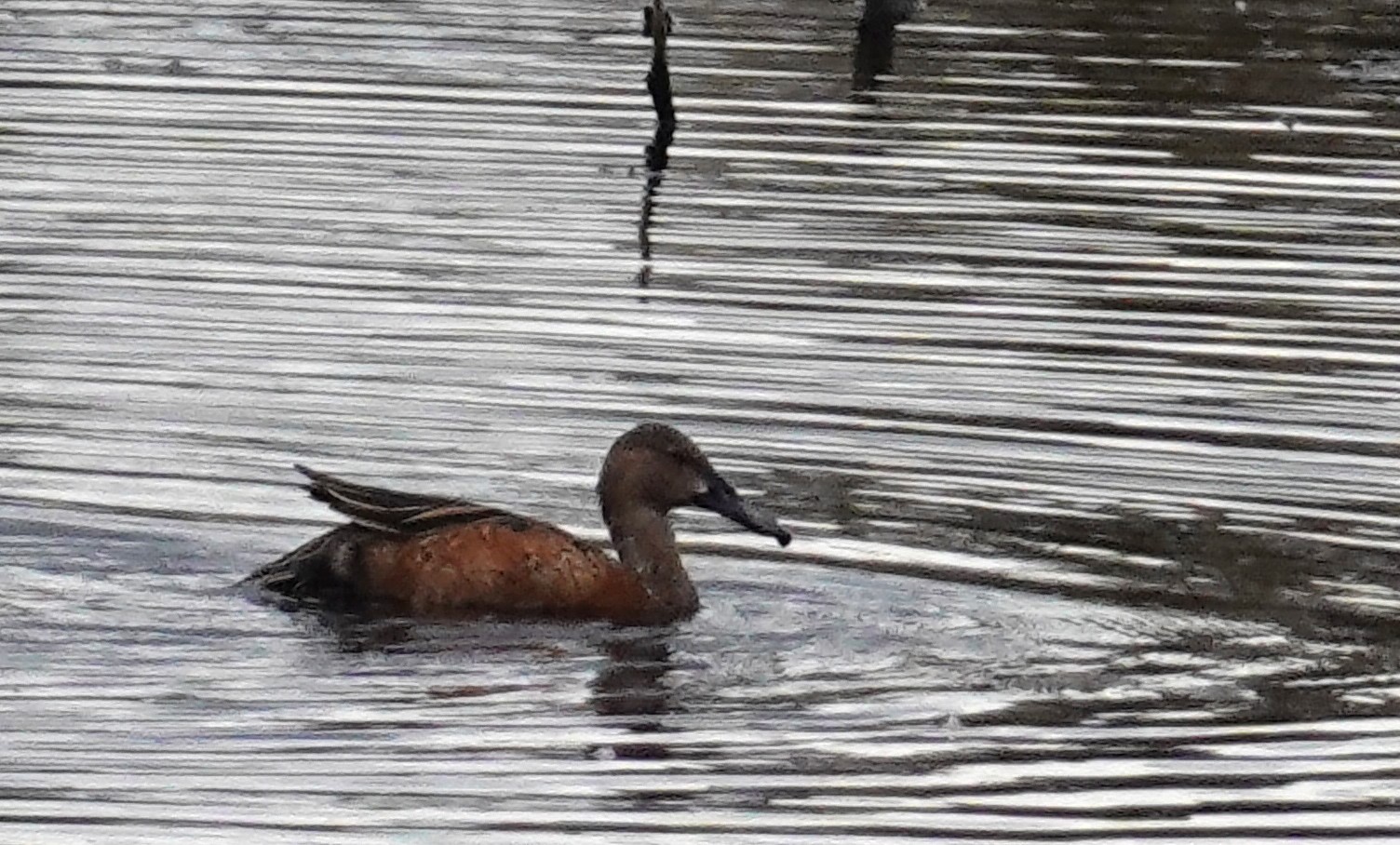 RARE <b>Cinnamon Teal</b> photo 11 22