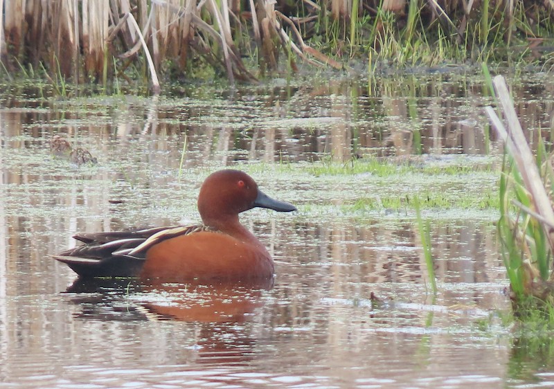 RARE <b>Cinnamon Teal</b> photo 5 23