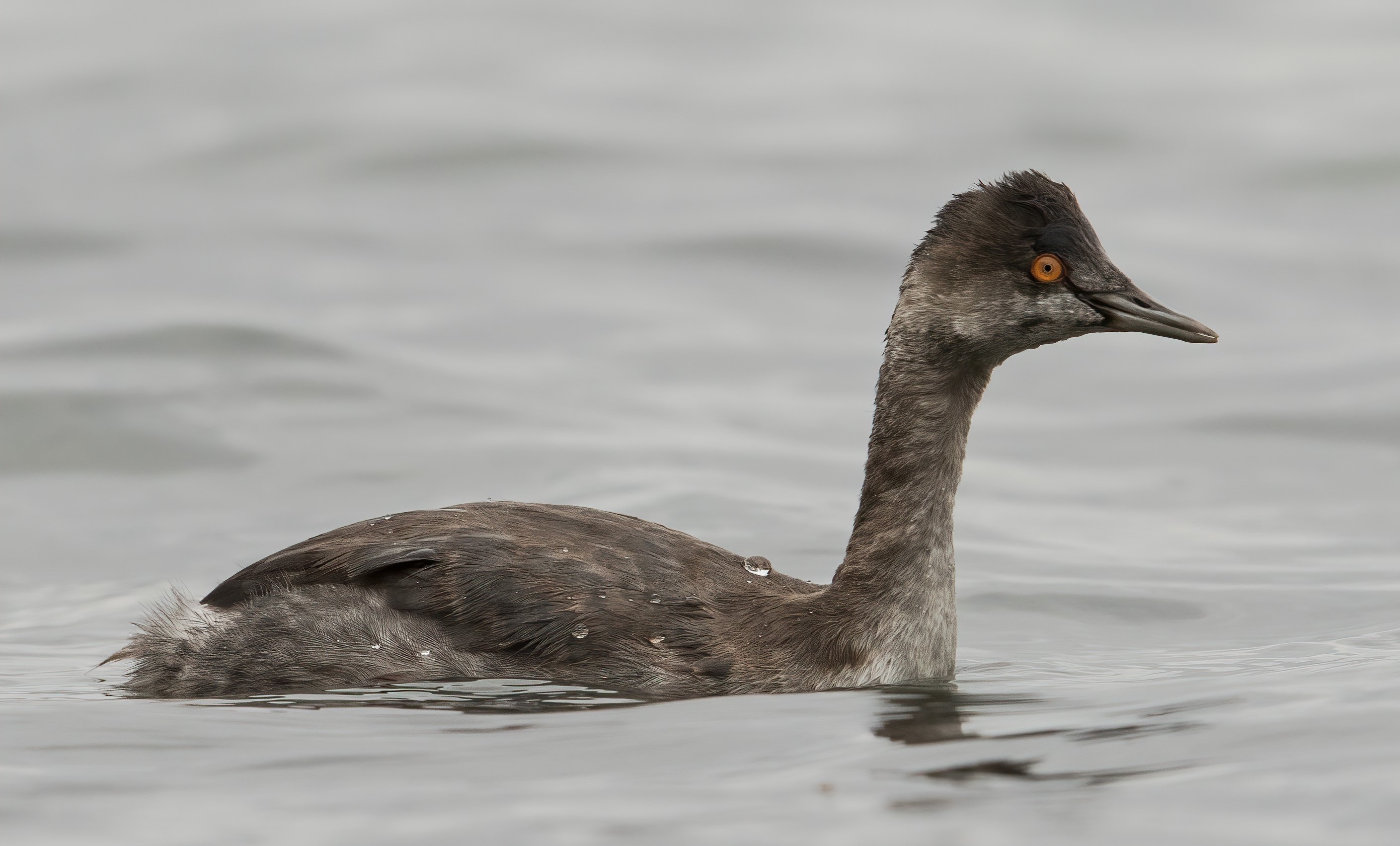 RARE <b>Eared Grebe</b> photo 11 22