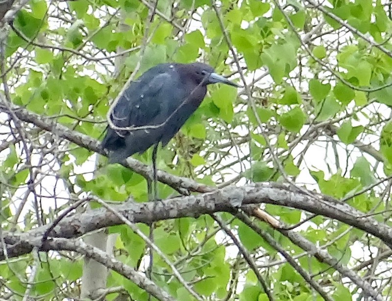 RARE <b>Little Blue Heron</b> photo 6 22