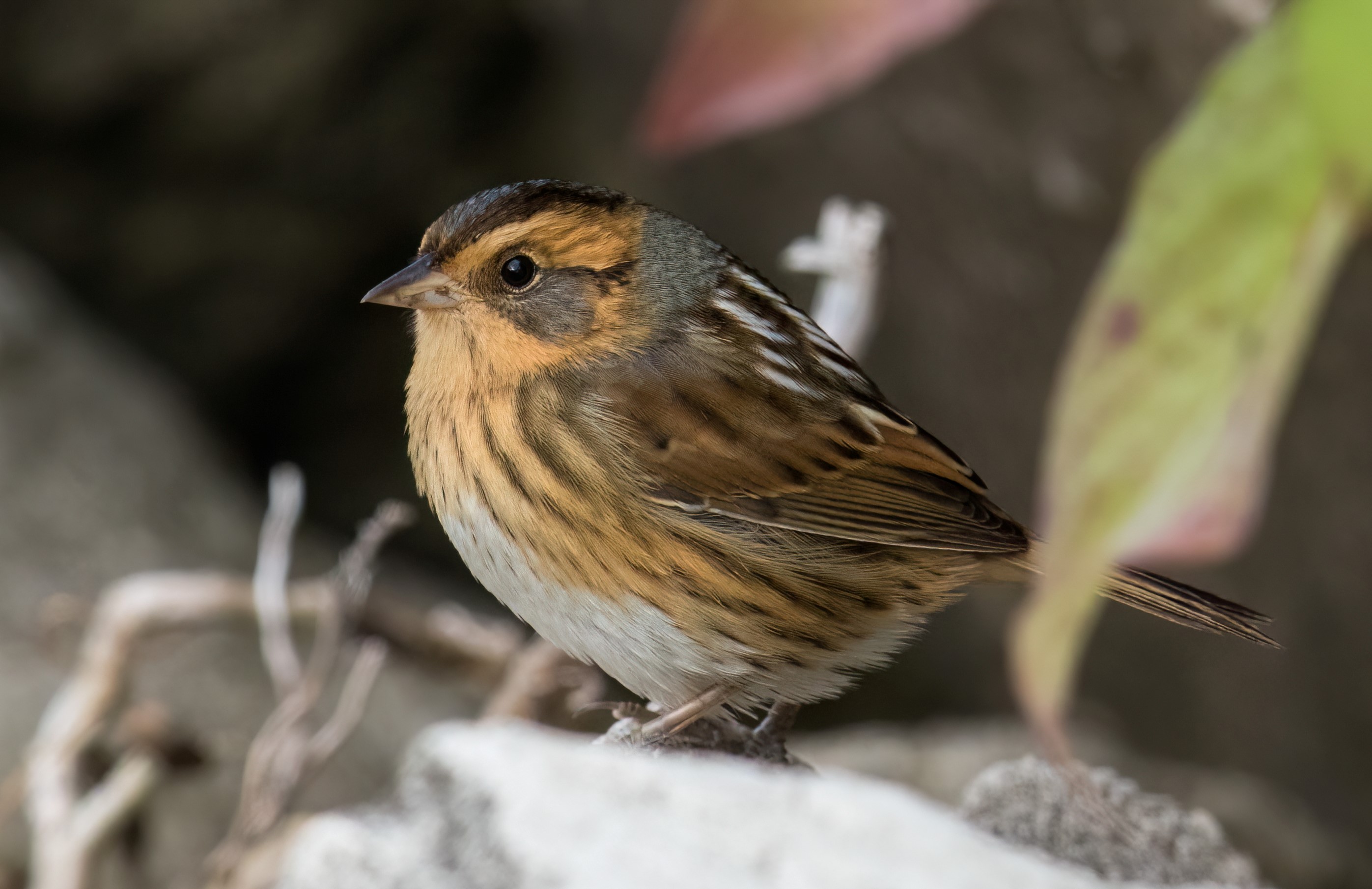 RARE Nelsons Sparrow photo