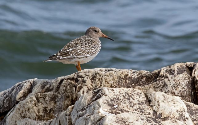 RARE <b>Purple Sandpiper</b> photo 10 22 sm