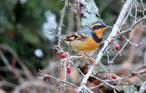 RARE <b>Varied Thrush</b> photo 2 231