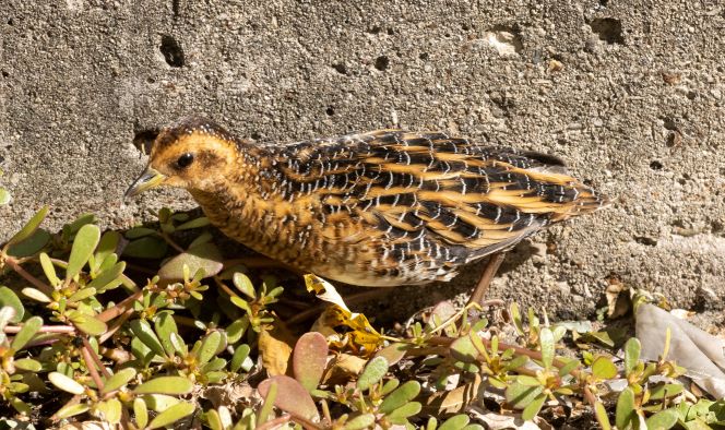 RARE <b>Yellow Rail</b> photo 11 22