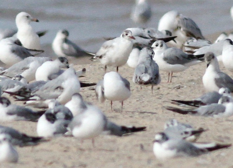 RARE black headed gull photo 7 22