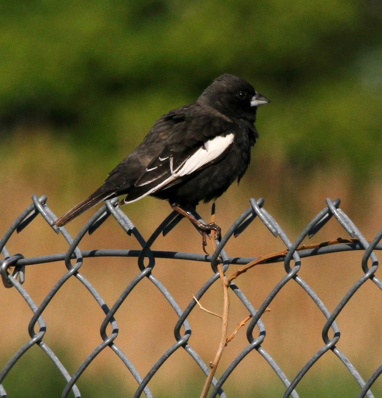 RARE lark bunting photo 6 22