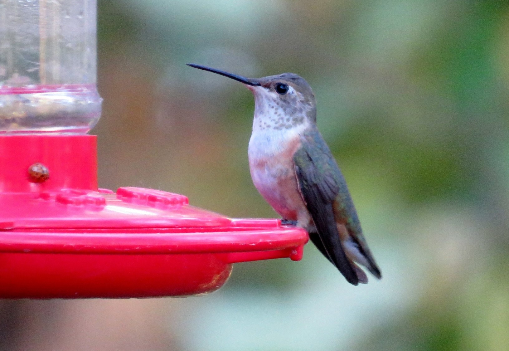 Rare hummer photo 11 18 lowres