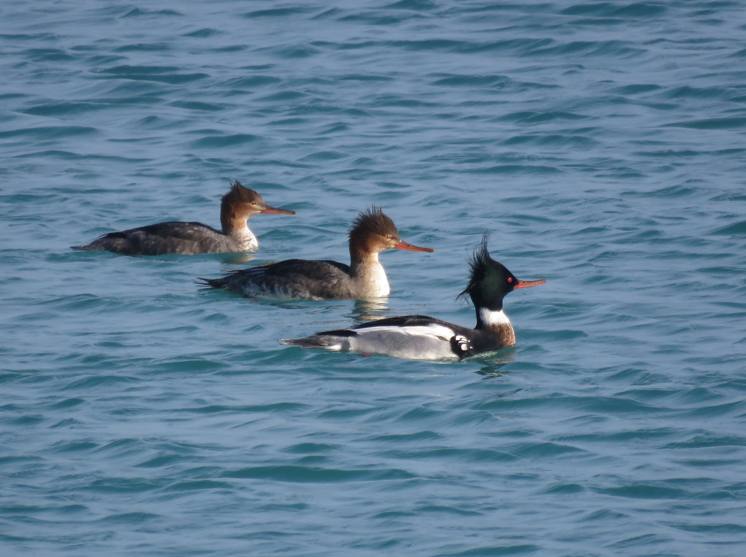 Red br Mergansers 2024 1 7 Port Washington Coal Dock Park 0593 T Schultz