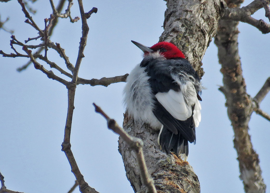 Red headed Woodp 2019 1 26 Buena Vista TownlineRd 5982