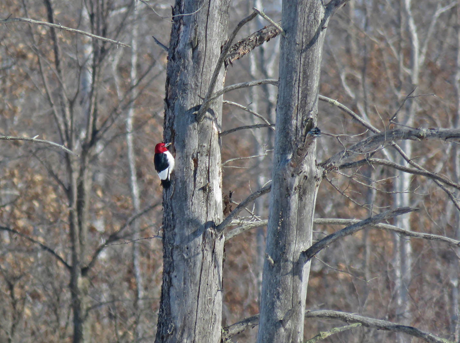 Red headed Woodpecker 2022 2 12 Leola Marsh 9232