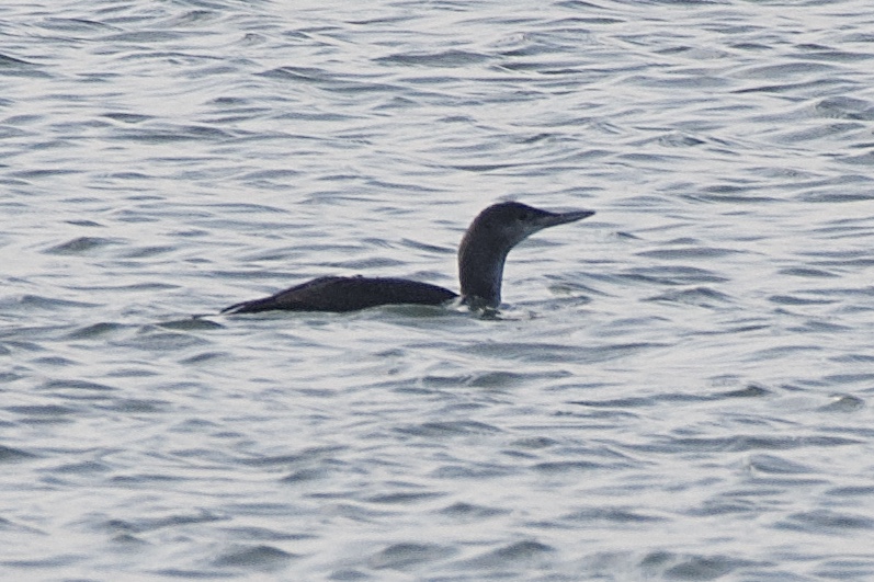 Red thr Loon DSC 8730 Matt Klemme