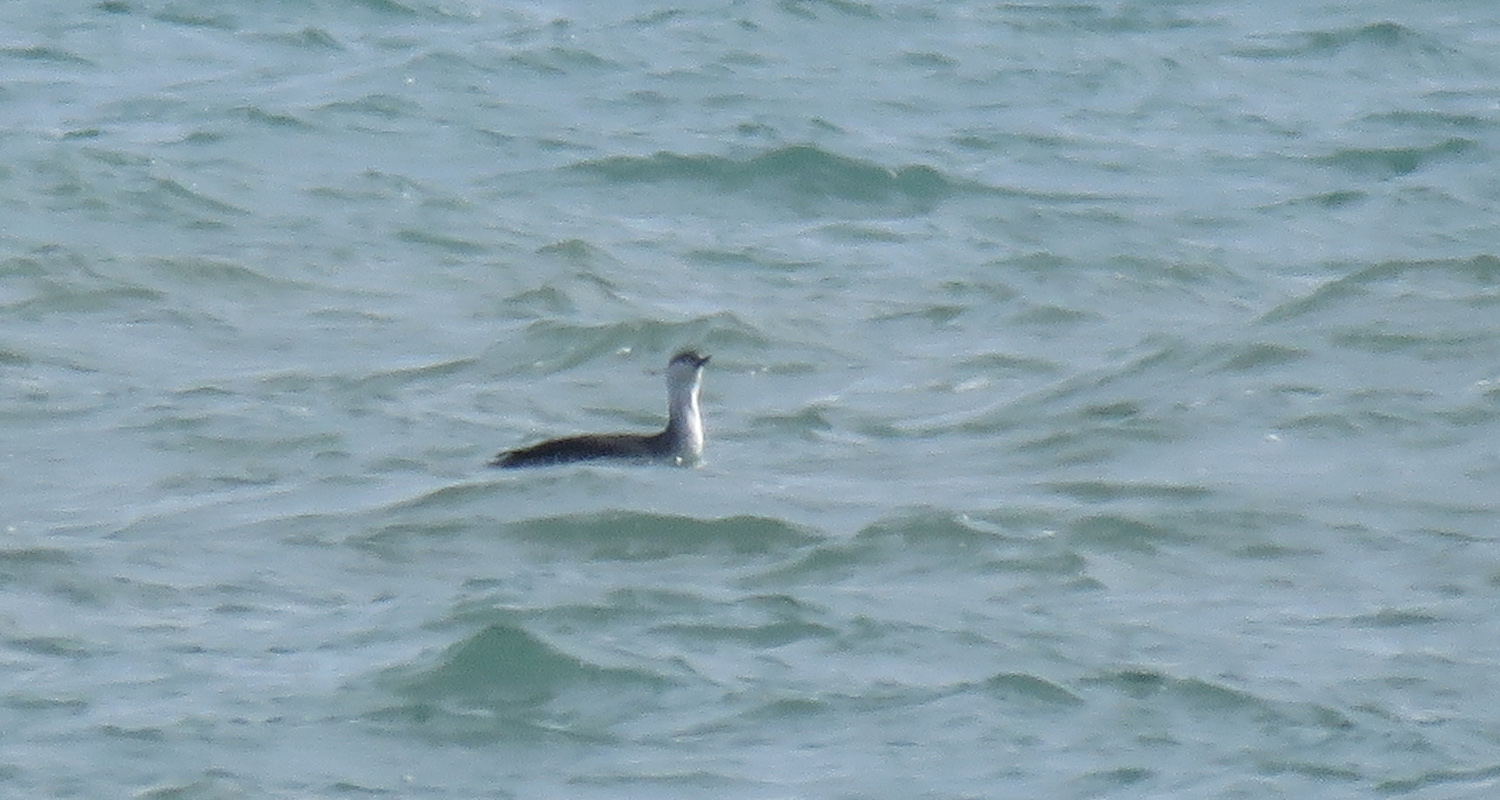 <b>Red-throated Loon</b> 2025 3-8 Port Washington harbor - Coal Dock Park 1630.jpg