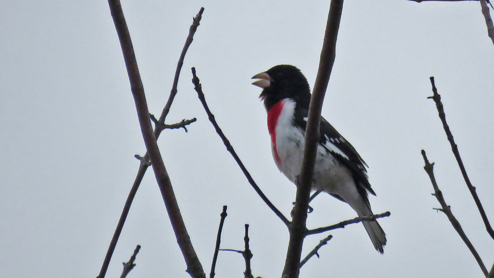 Rose-br Grosbeak m 2025 5-3 White R Marsh - Rustic Rd 6060 Tom Schultz.jpg
