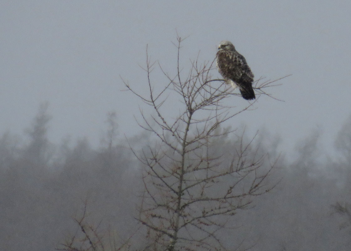 Rough legged Hawk 2019 1 26 Cranberry Rd JacksonCo 5993