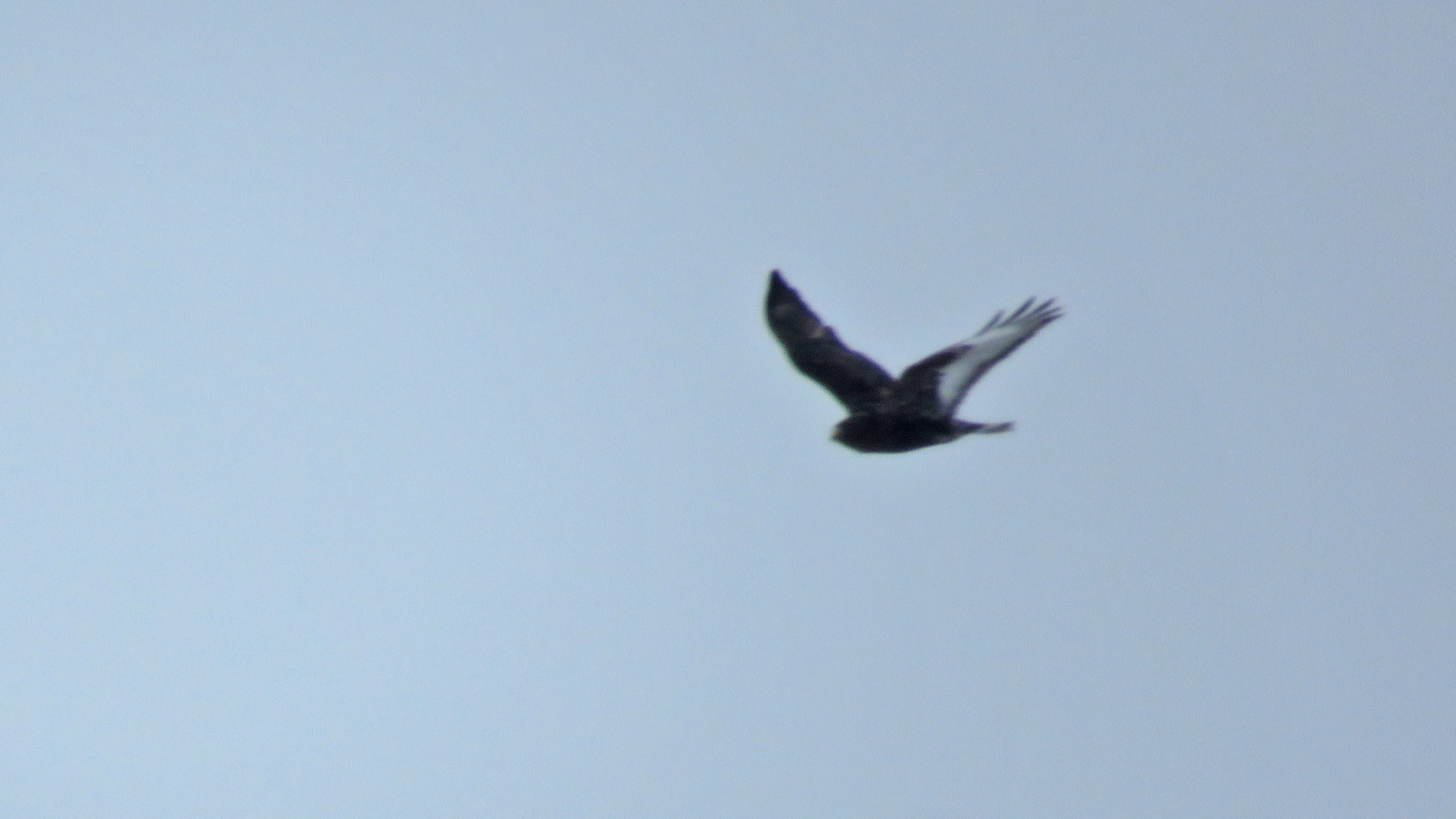 <b>Rough-legged Hawk</b> 2025 2-16 Buena Vista - Townline Road 0596.jpg
