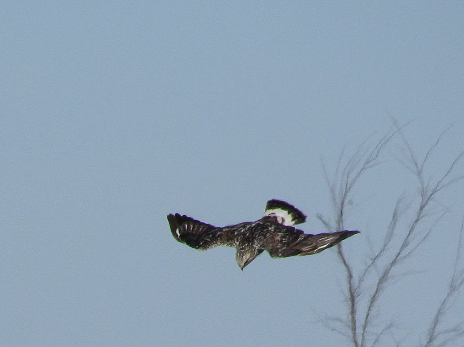 Rough legged Hawk flt 2023 2 11 Apache Road capture2 from video 1179