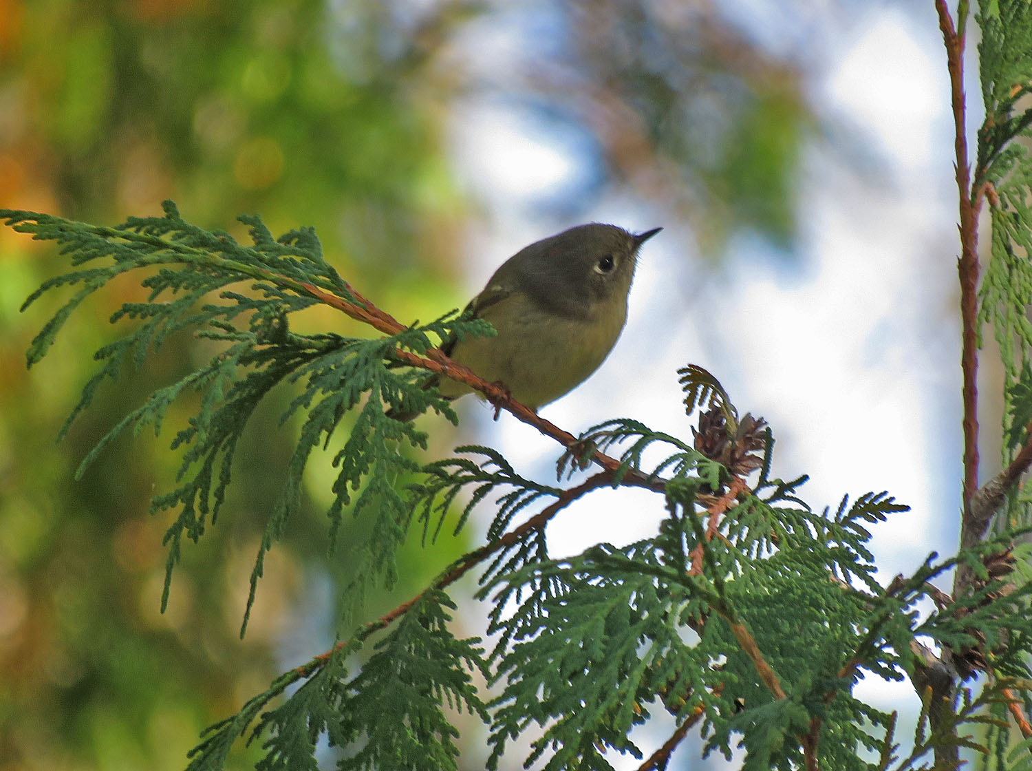 Ruby cr Kinglet 2022 10 8 Harrington Beach SP 5487