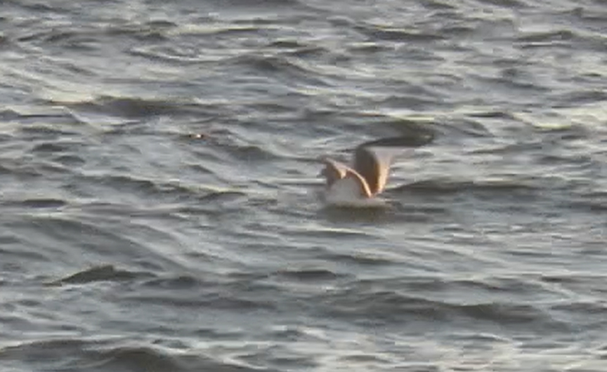 Sabines Gull juv 2024 9 22 WI Point capture1 from video 1317 crop