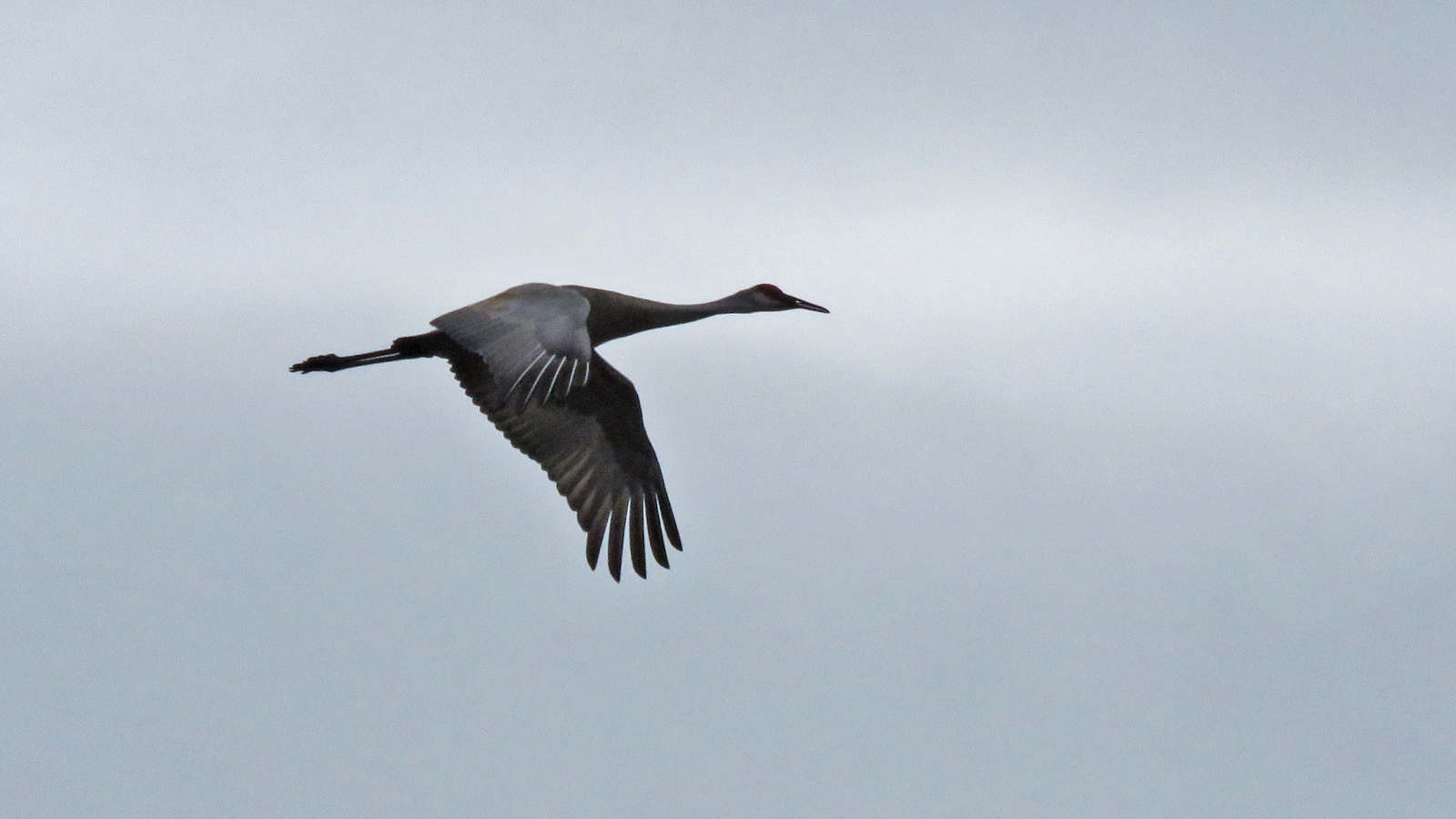 <b>Sandhill Crane</b> flt 2025 5-3 White R Marsh - Rustic Rd 6068 Tom Schultz.jpg