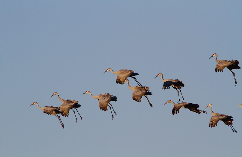 Sandhills Mary Carlson USFWS